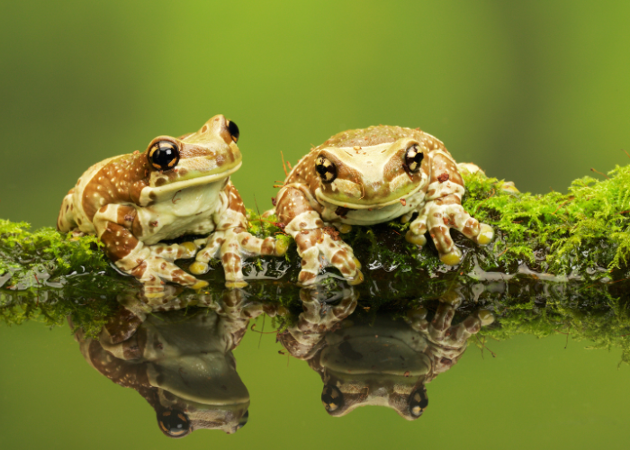 2 frogs on a branch