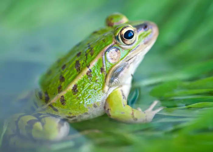 a green frog in the water
