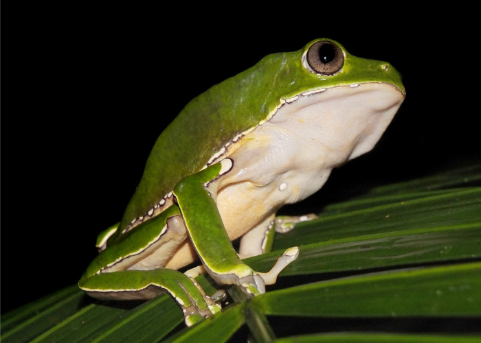 a green frog on a leaf at night