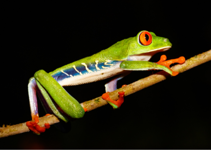 a green frog walking on a branch