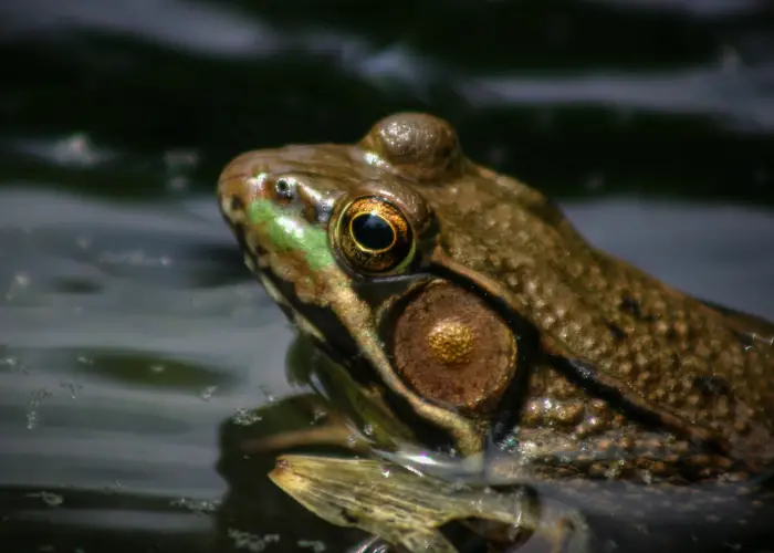  american bullfrog in the water close up image