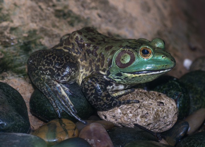 bullfrog at night close up image