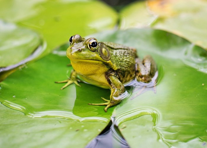 bullfrog in a lily pad 