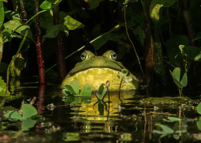 bullfrog under a small tree in a pond