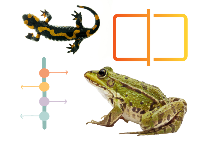 frog and salamander image