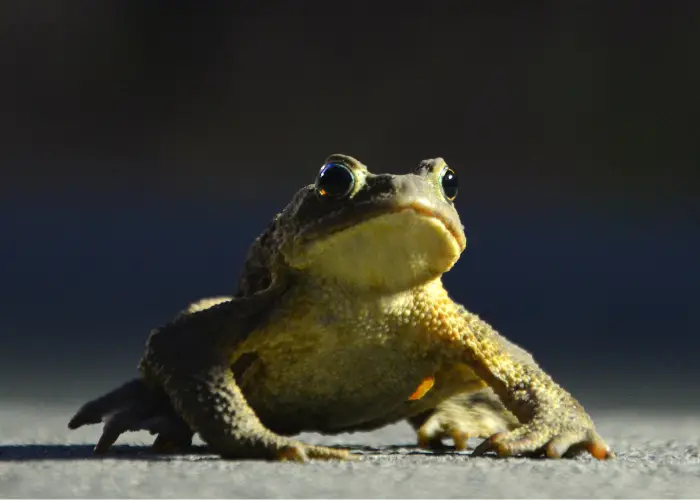 frog on the ground during the night