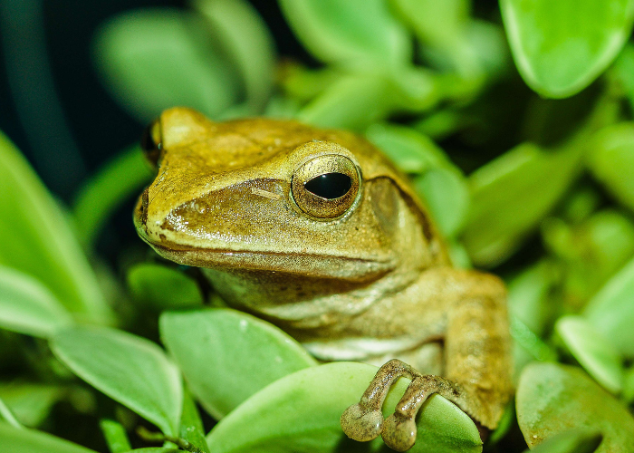 golden tree frog close up photo