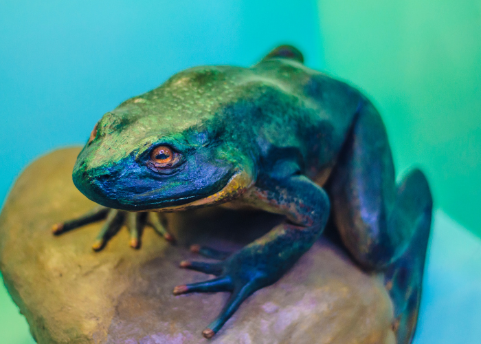 goliath frog on ablue and green background
