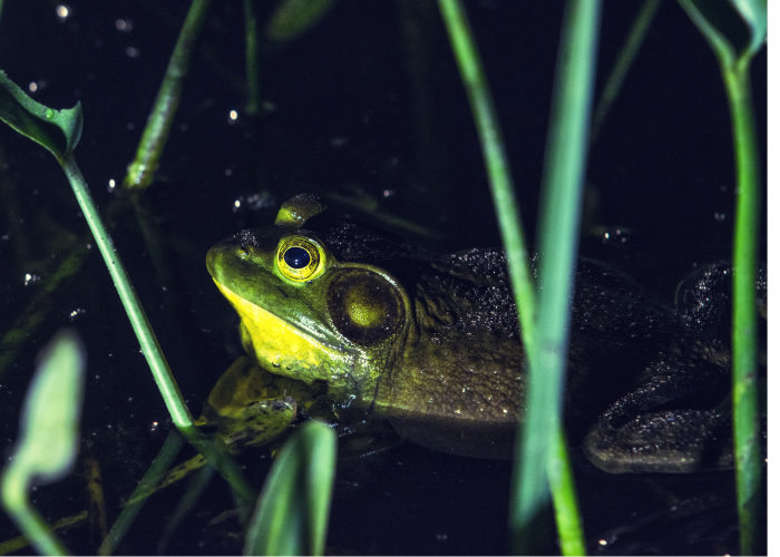 illuminated bullfrog in the pond
