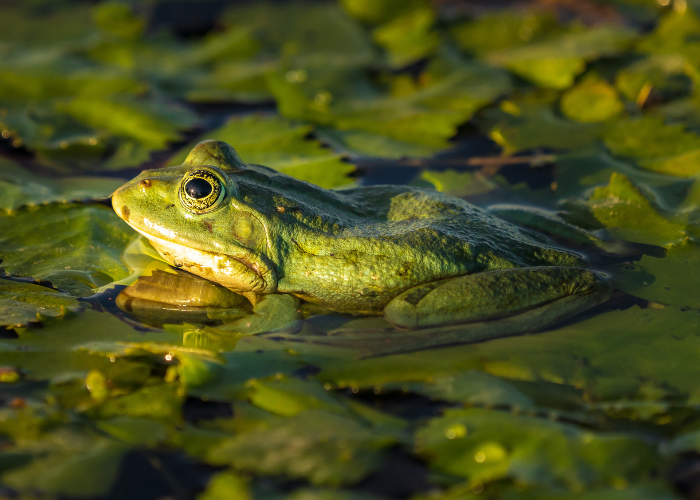lake frog during sunrise