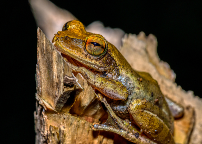 nocturnal frog on a branch