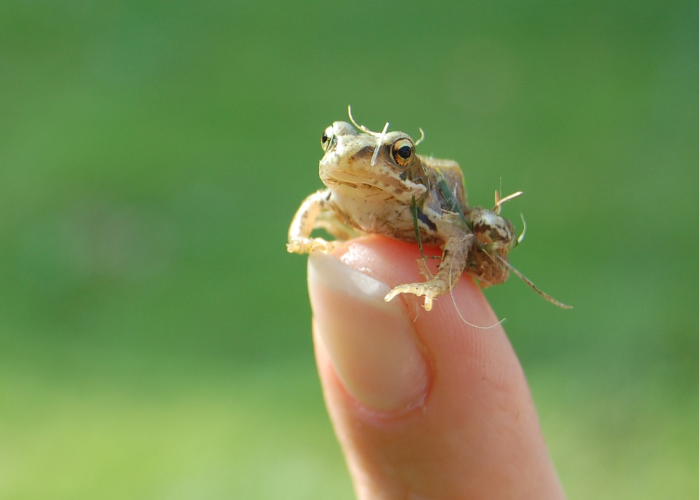 small frog on a finger
