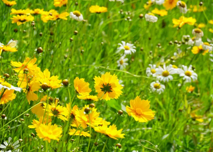 asters and daisies in a garden