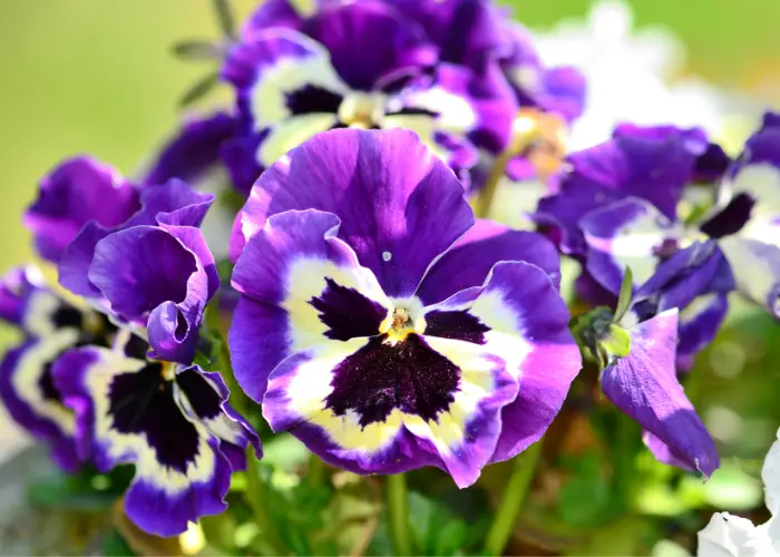 pansies in the garden