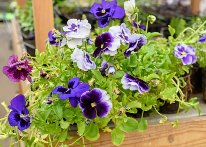 pansies seedlings in the garden