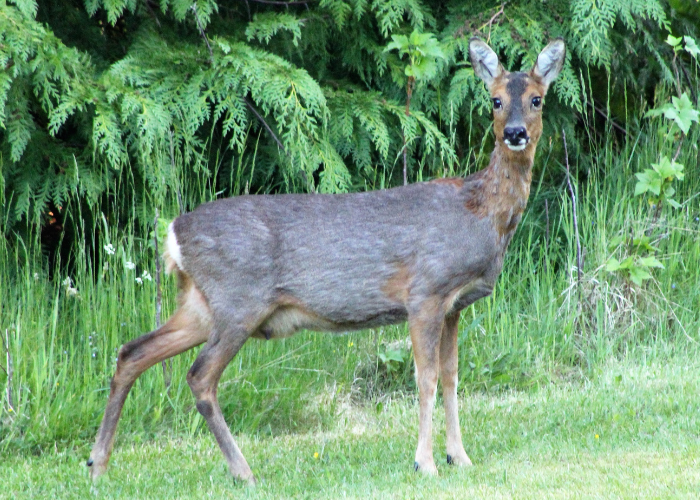 roe deer in a garden
