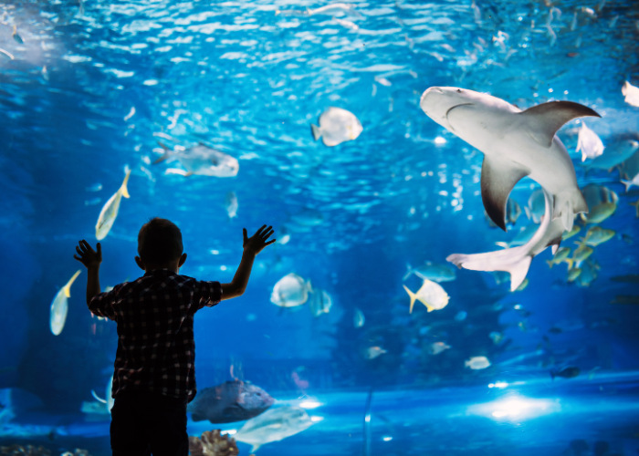 a boy looking at a shark in a tank