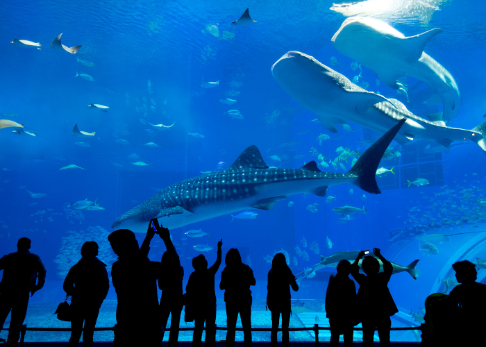 people looking at sharks in a giant aquarium