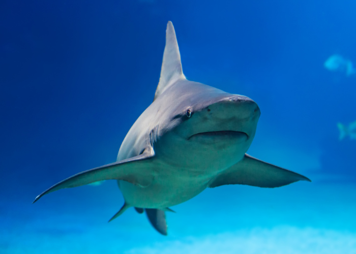 shark photo in the deep blue ocean