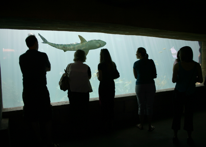 shark tank viewing