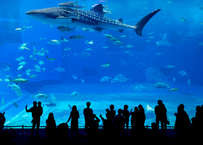 whale shark being watched in an aquarium in Japan