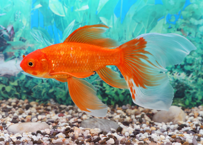 goldfish in an aquarium