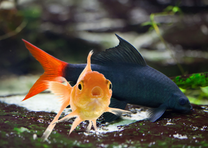 red tail shark and goldfish close up image