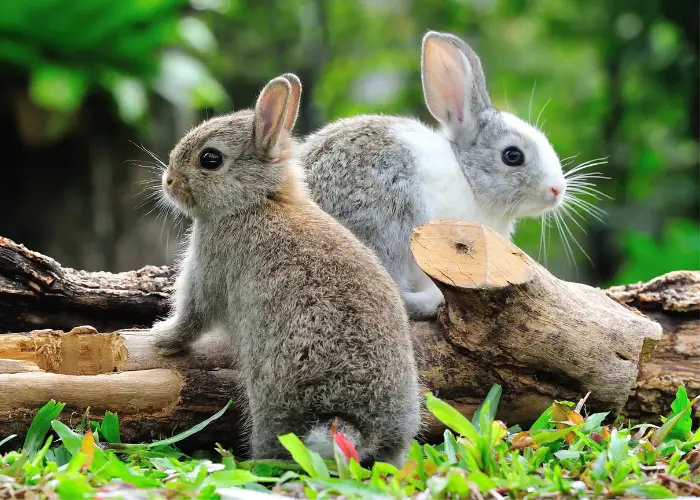 2 bunny rabbits in the garden