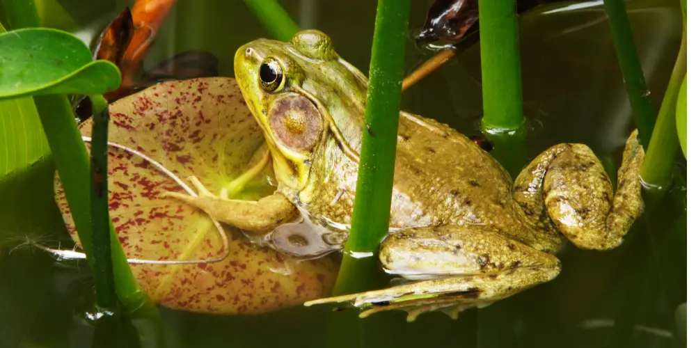 The Fascinating World of Amphibians article featured image