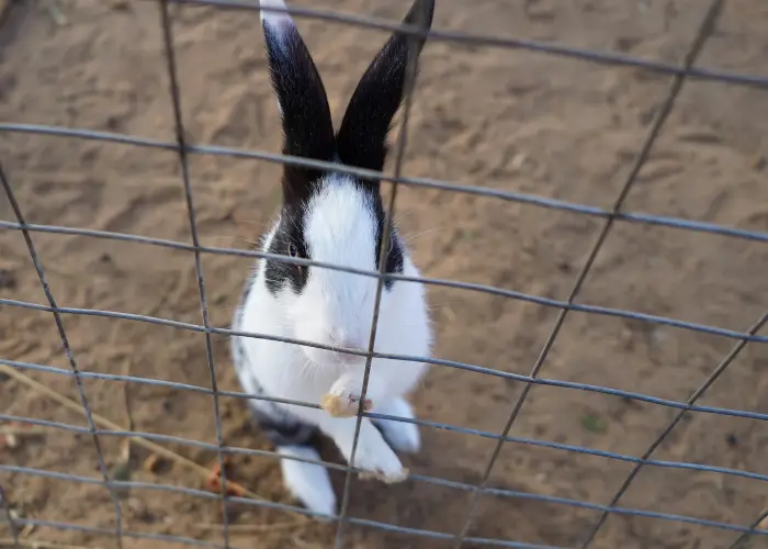 a rabbit inside a fence