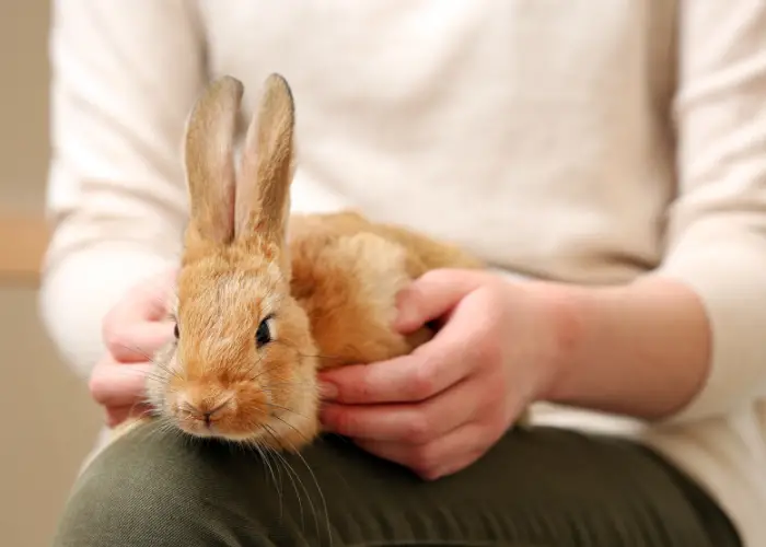 a rabbit on its owner's lap