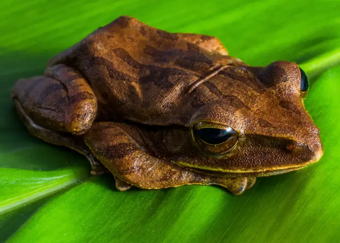brown frog on a green leaf