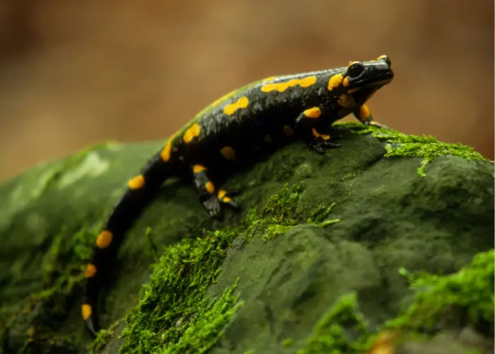 salamander on top of a green rock