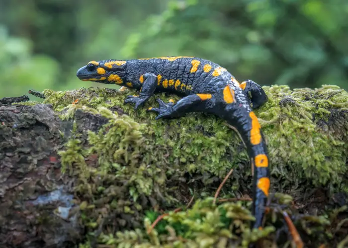 spotted salamander on a tree branch