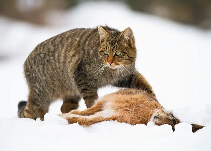 wild cat with rabbit as its prey